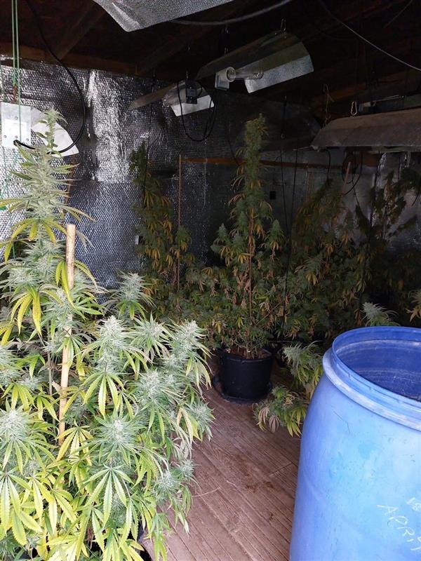 Cannabis grow 