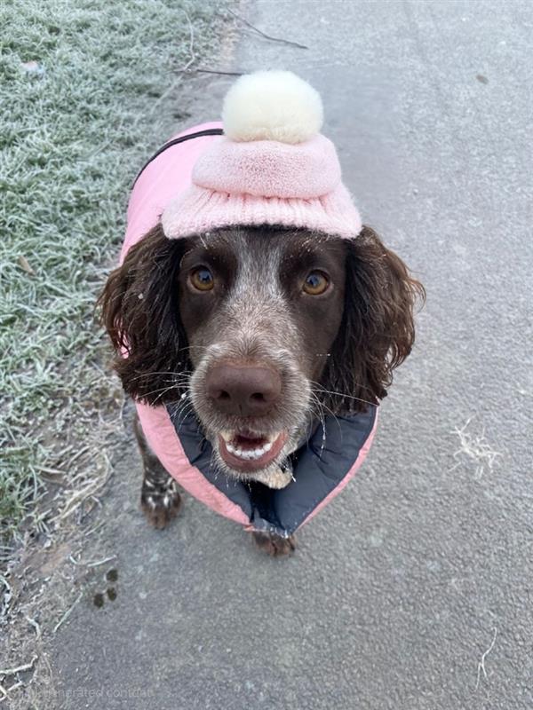 Giddy wearing a pink hat and coat stands on a frosty path, looking directly at the camera.