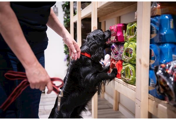 A black spaniel search dog wearing a red collar searches shelves of fizzy drinks