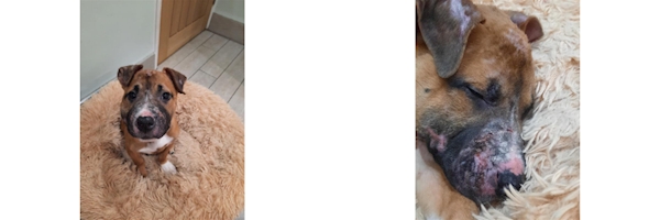 The dog with facial injuries.