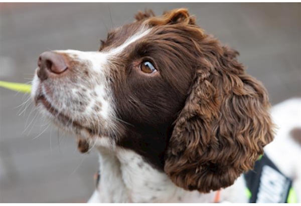 Brown and White Springer Spaniel Dog on leash 