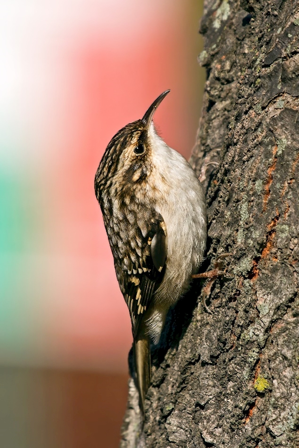 Brown creeper - Wikipedia