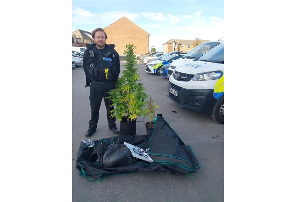 PC wilson standing near a large cannabis plant taken from a property 