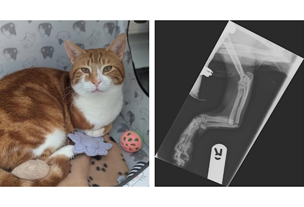The cat in his new home / an x-ray of his leg when at the vets. 