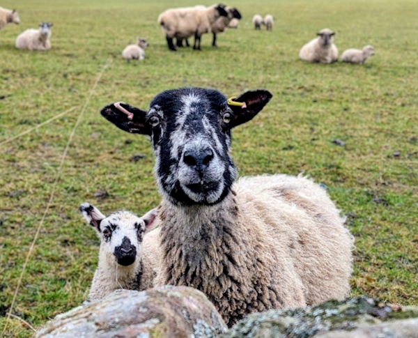 A group of sheep in a field

AI-generated content may be incorrect.