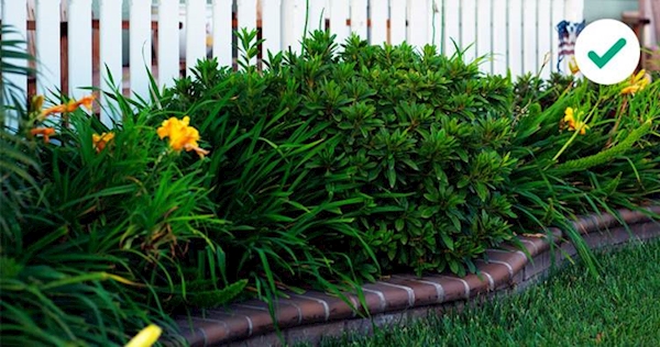 Prickly or barbed shrubbery along a fence line, which can act as a natural barrier