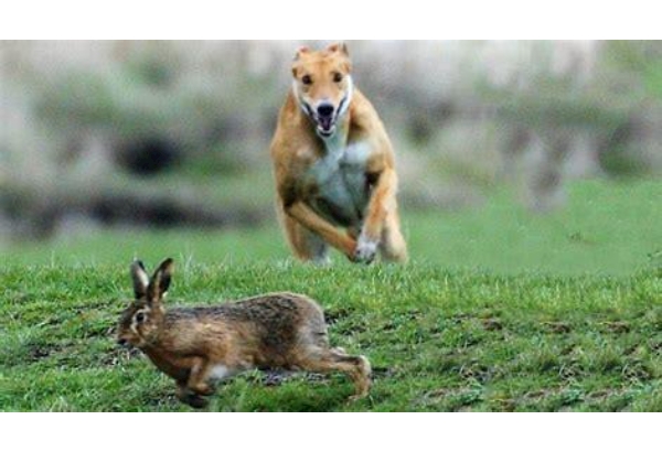 Sight hound like a greyhound chasing a hare.