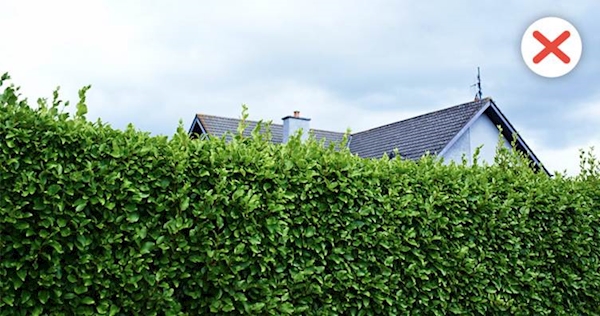 A tall hedge in front of a house. Low hedges are advised as they do not provide cover for someone wishing to hide.