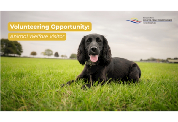 A black spaniel laying on grass. Text reading "Volunteering Opportunity: Animal Welfare Visitor". Lincolnshire Police and Crime Commissioner logo.