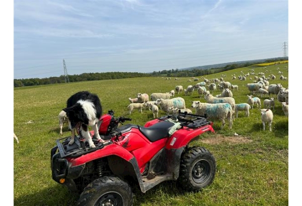 Image of red and black quad bike in a field, surrounded by sheep, with a black and white dog standing on top.
