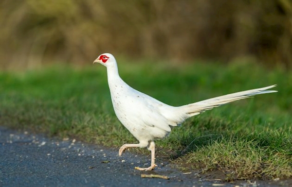 How rare are white pheasants? - The Field