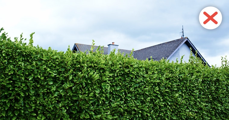 A tall hedge in front of a house. Low hedges are advised as they do not provide cover for someone wishing to hide.