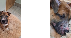 Message type icon